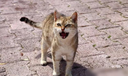 猫配种视频,一场温馨的配种视频大揭秘