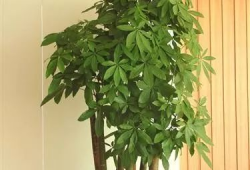 发财树修剪方法视频,视频教程详解